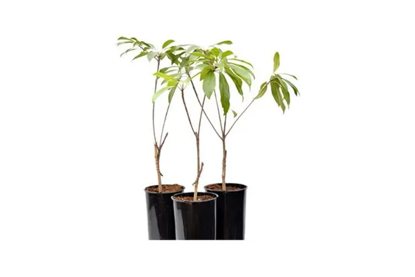 Chiku_Fruit_Plant