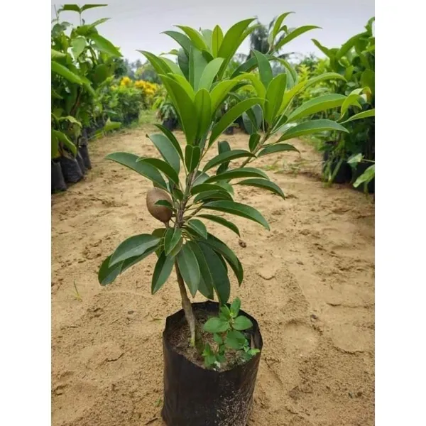 Chiku_Fruit_Plant
