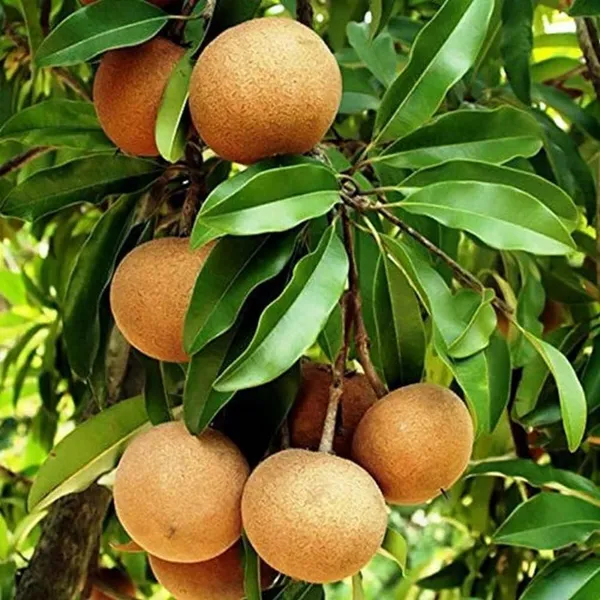 Chiku_Fruit_Plant