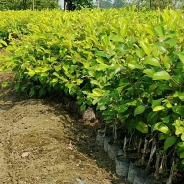 Chiku_Fruit_Plant