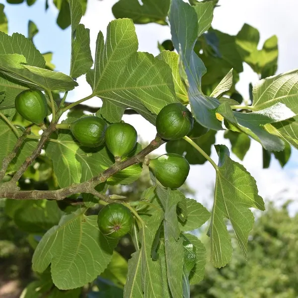 Fig_Plant
