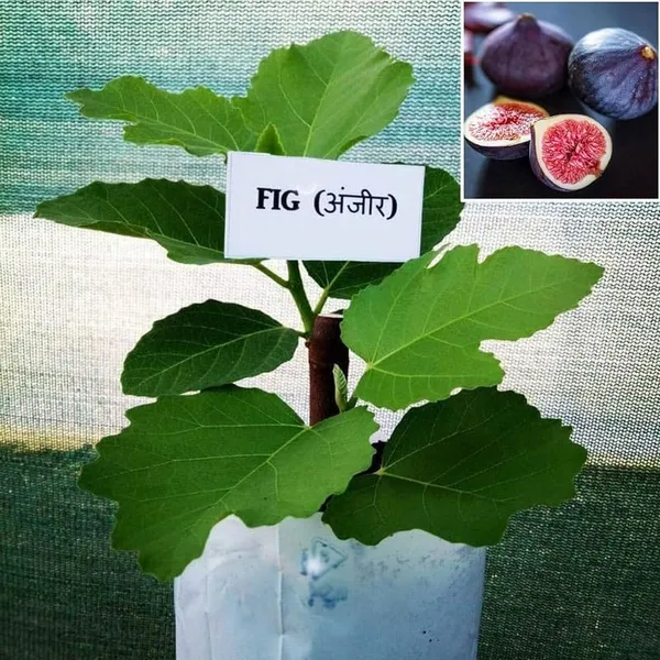 Fig_Plant