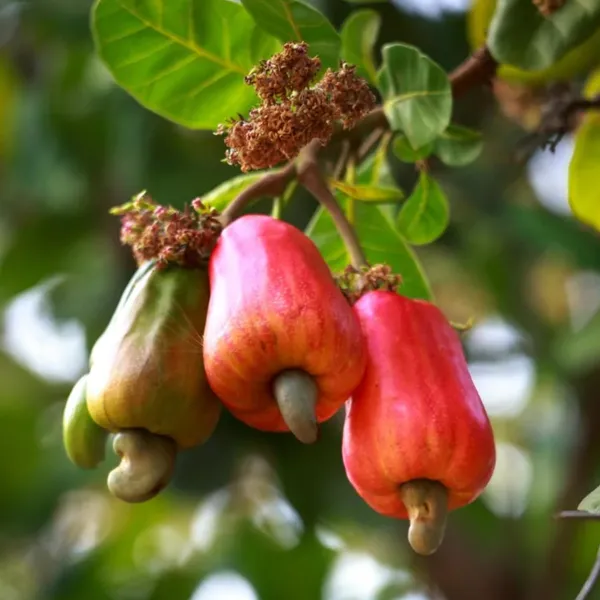 Kaju_Lemon_Fruit_Plant