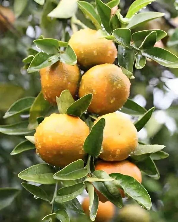 Kaju_Lemon_Fruit_Plant
