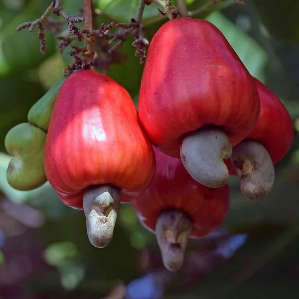 Kaju_Lemon_Fruit_Plant