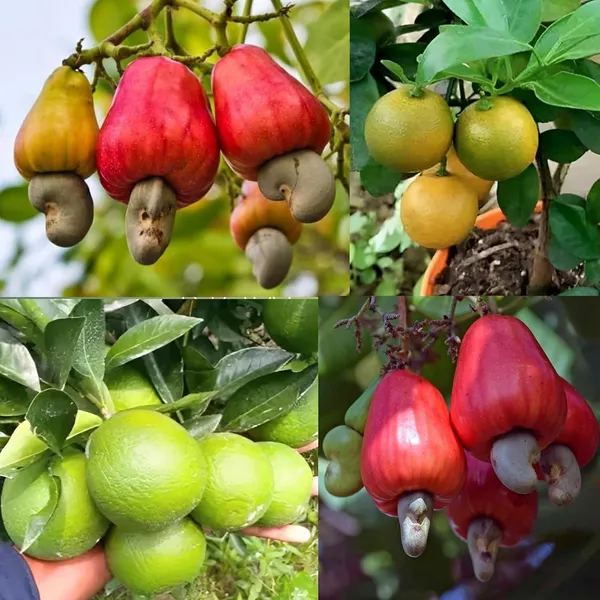 Kaju_Lemon_Fruit_Plant