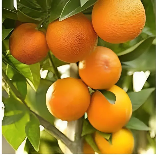 Kaju_Lemon_Fruit_Plant