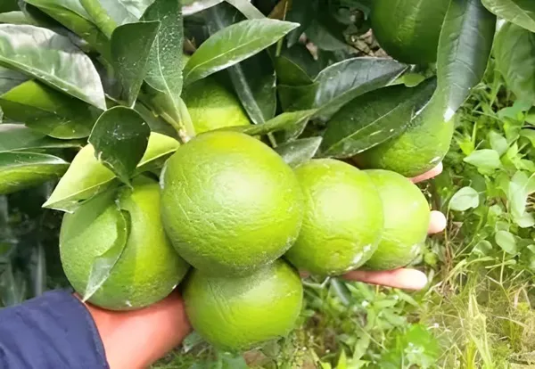 Kaju_Lemon_Fruit_Plant