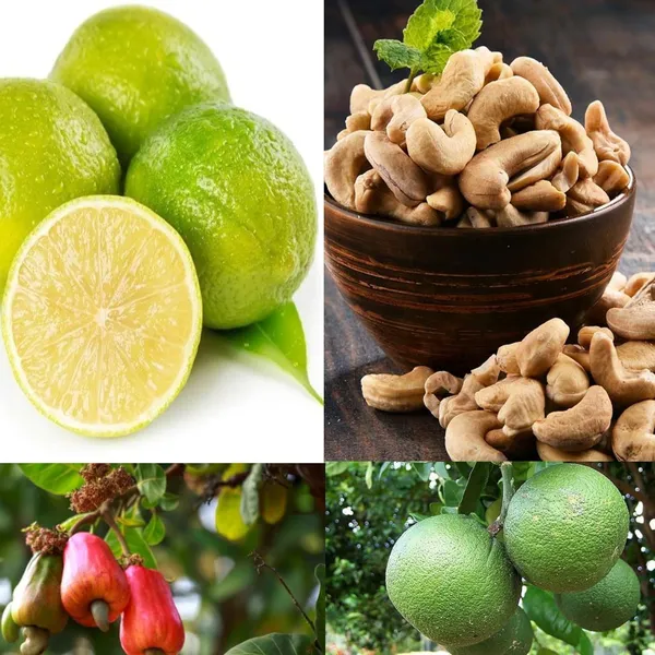 Kaju_Lemon_Fruit_Plant