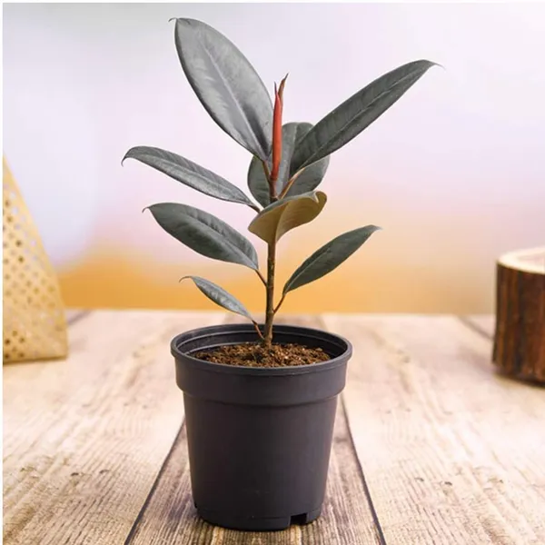Areca_Palm_Rubber_Indoor_Plant