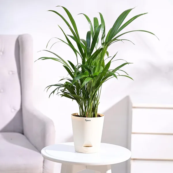 Areca_Palm_Rubber_Indoor_Plant