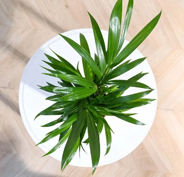 Areca_Palm_Rubber_Indoor_Plant
