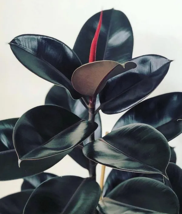 Areca_Palm_Rubber_Indoor_Plant