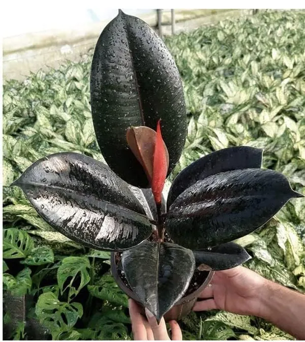 Areca_Palm_Rubber_Indoor_Plant