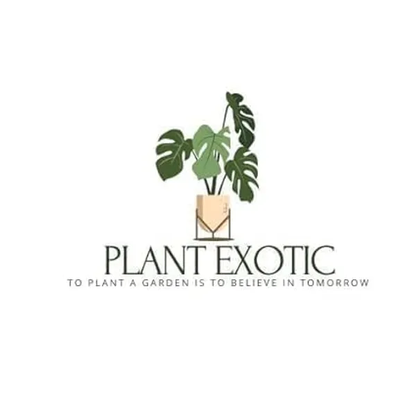 Areca_Palm_Rubber_Indoor_Plant