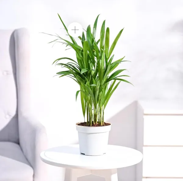 Areca_Palm_Rubber_Indoor_Plant