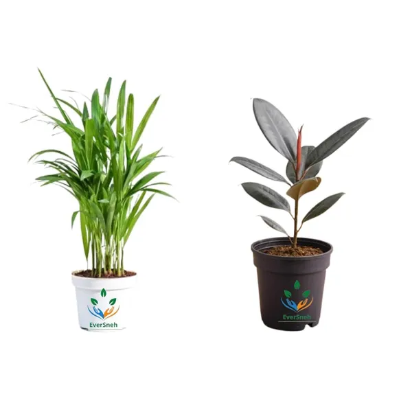 Areca_Palm_Rubber_Indoor_Plant