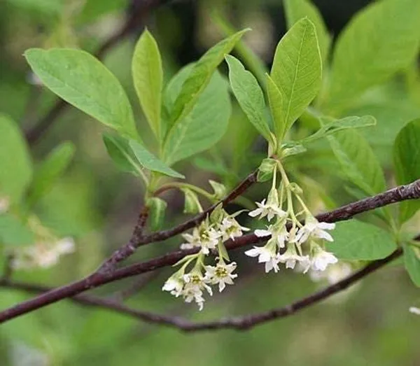 Plum_Fruit_Plant