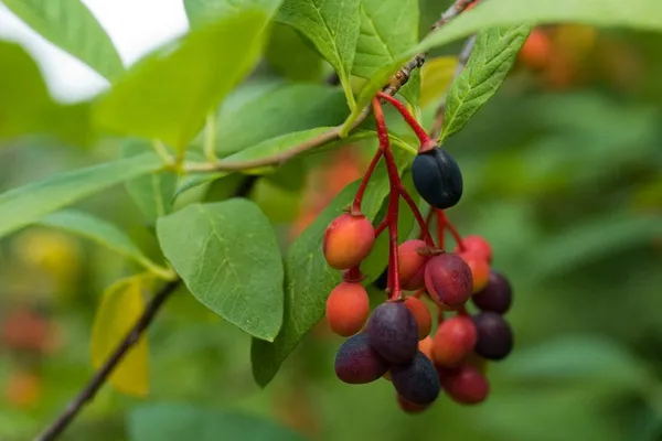 Plum_Fruit_Plant