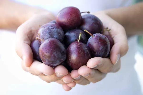 Plum_Fruit_Plant