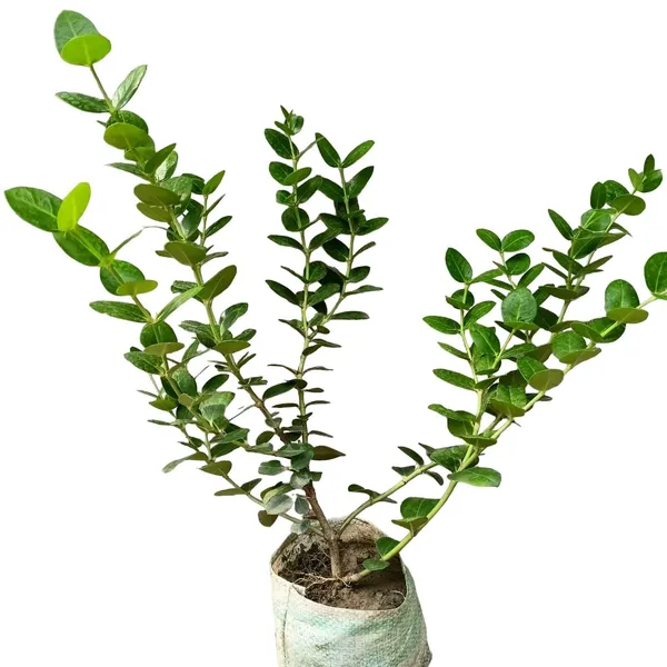 Plum_Fruit_Plant