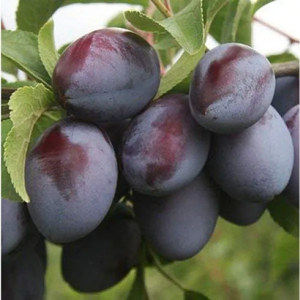 Plum_Fruit_Plant