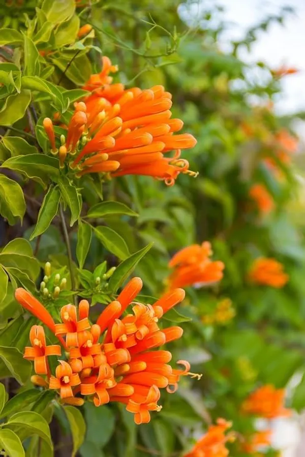 Orange_Plant