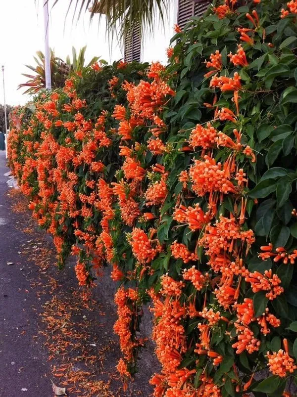 Orange_Plant