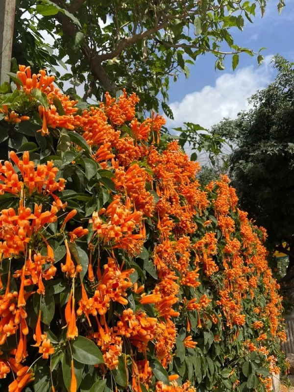 Orange_Plant
