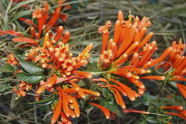 Orange_Plant