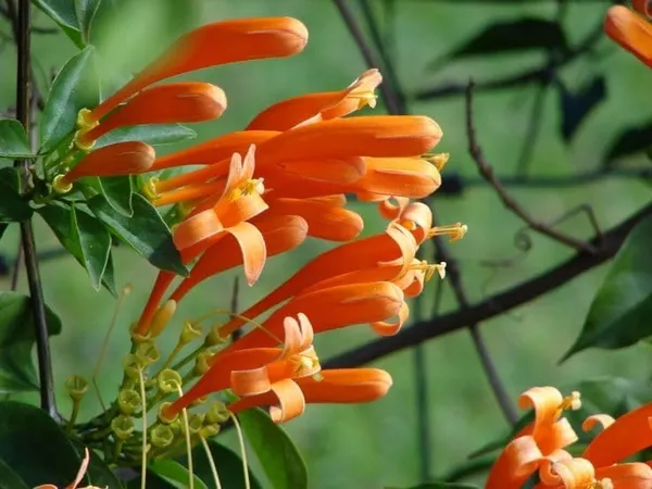 Orange_Plant