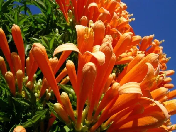 Orange_Plant