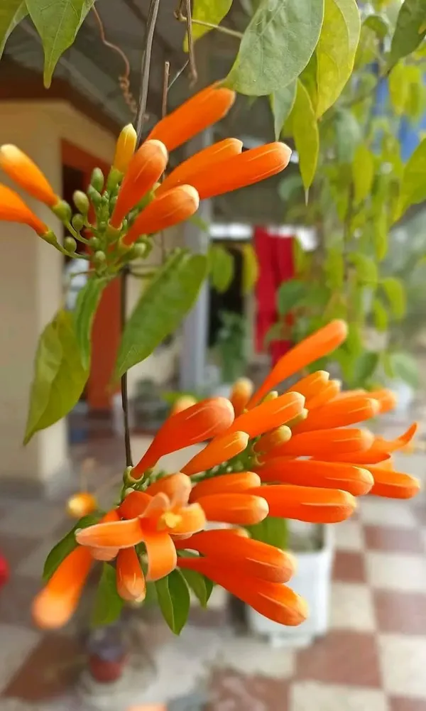 Orange_Plant