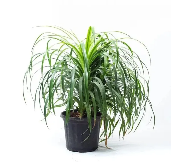 Dracaena_Draco_Indoor_Plant