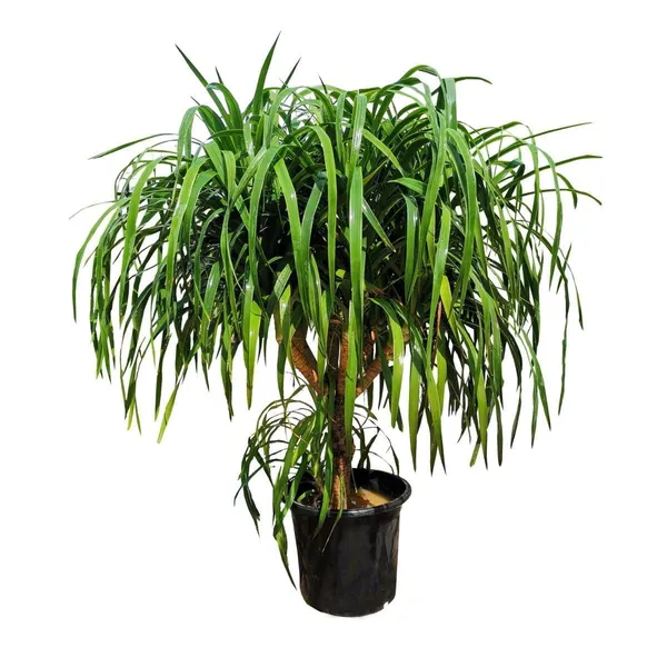 Dracaena_Draco_Indoor_Plant