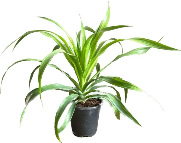 Dracaena_Draco_Indoor_Plant