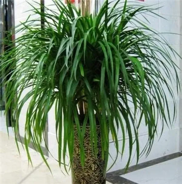 Dracaena_Draco_Indoor_Plant