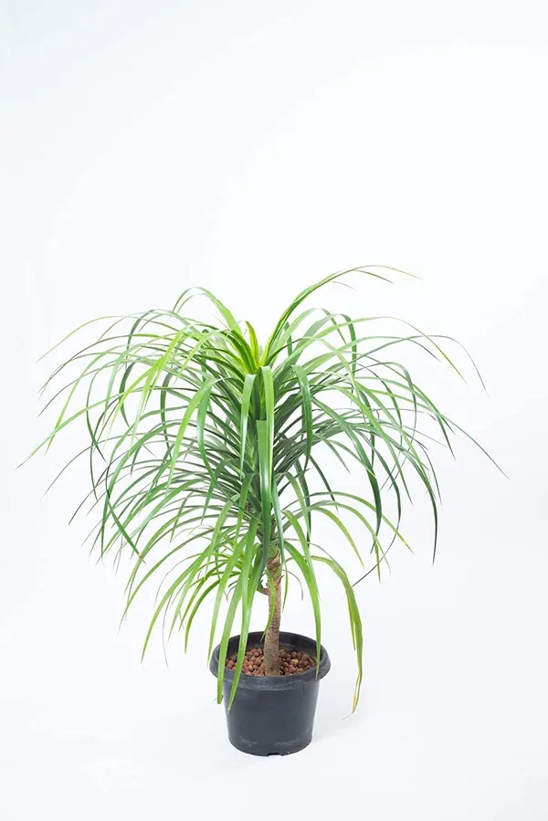 Dracaena_Draco_Indoor_Plant