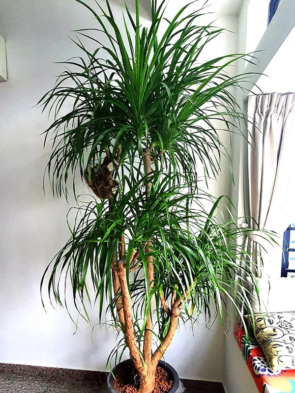 Dracaena_Draco_Indoor_Plant