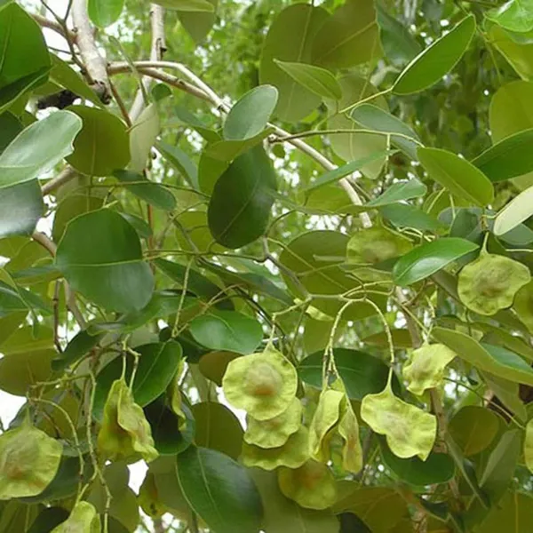 Sandalwood_Live_Tree_Plant