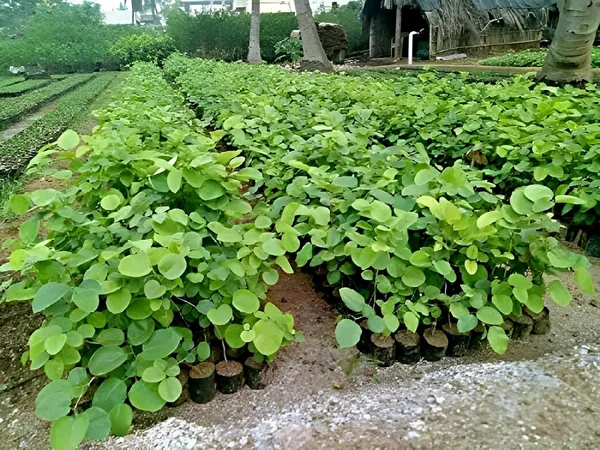 Sandalwood_Live_Tree_Plant