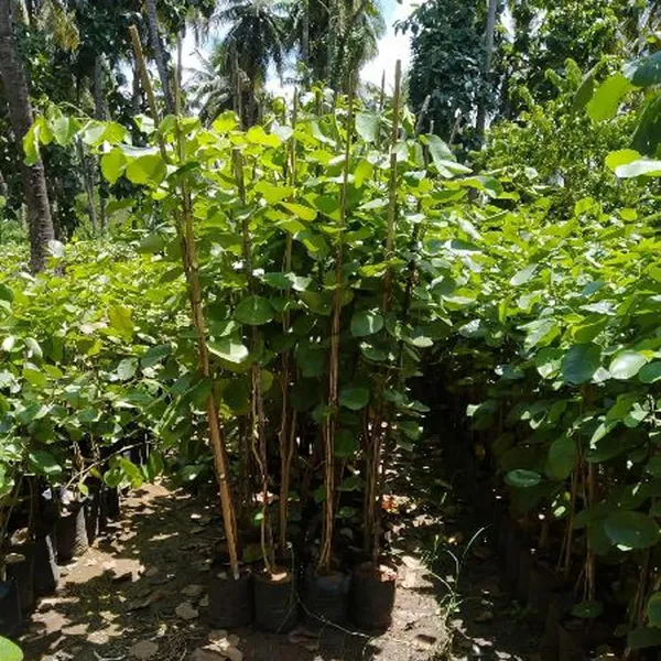 Sandalwood_Live_Tree_Plant