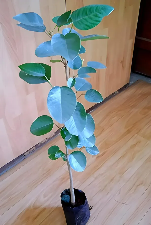 Sandalwood_Live_Tree_Plant