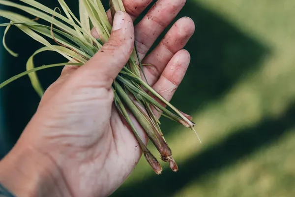 Lemongrass_Plant