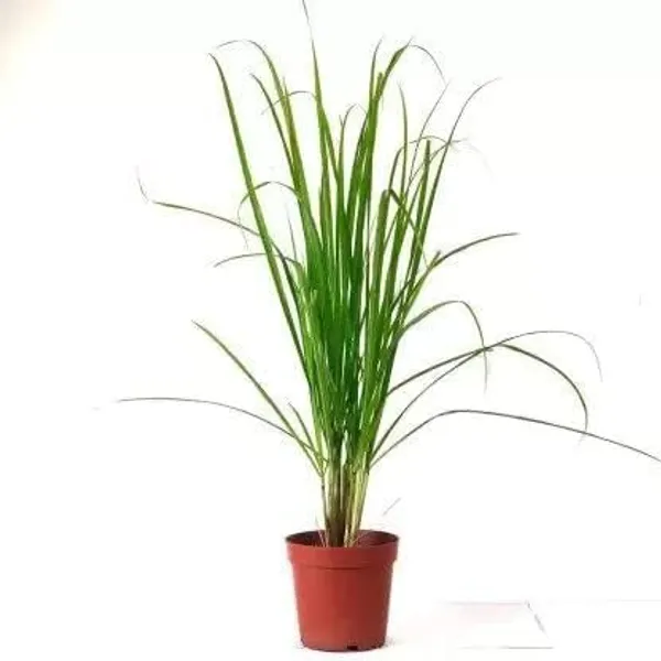 Lemongrass_Plant