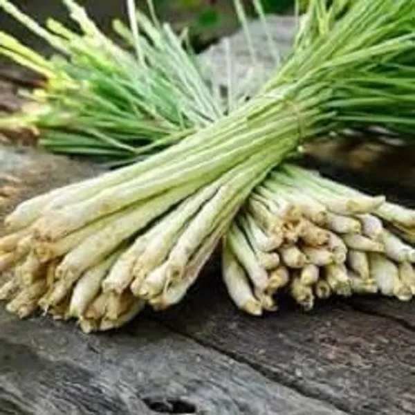Lemongrass_Plant