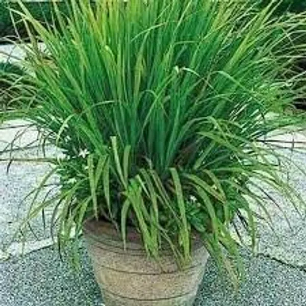 Lemongrass_Plant
