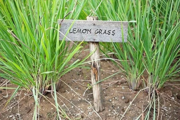 Lemongrass_Plant