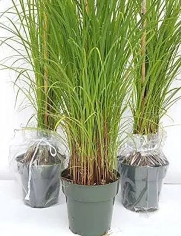 Lemongrass_Plant