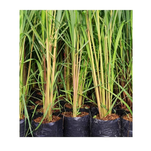 Lemongrass_Plant